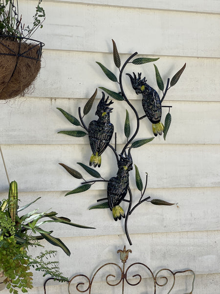 Black Cockatoos in a Gumtree