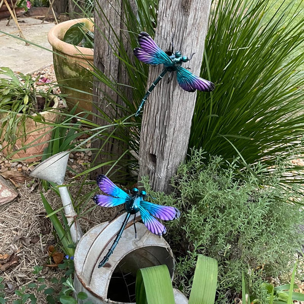 Small Purple Dragonfly