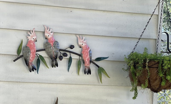 Pink Galah Trio on a Gumtree Branch