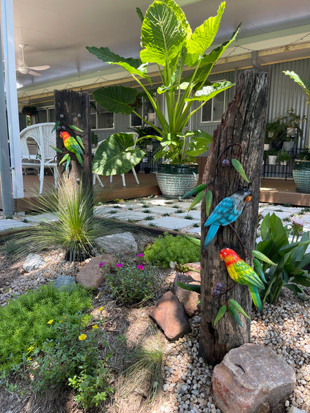 Parrots with gumnuts