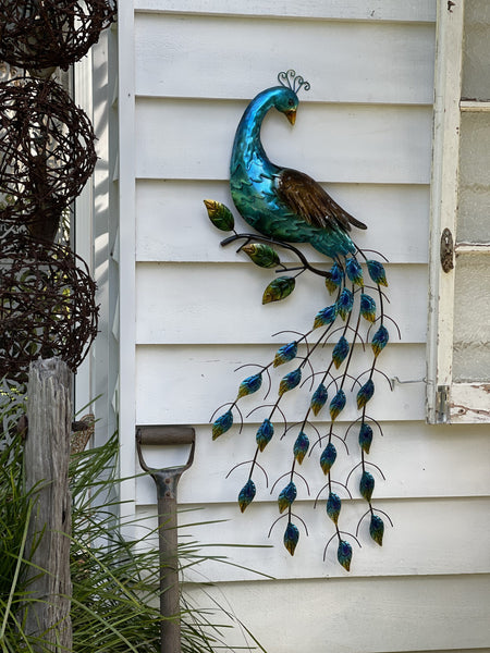 Peacock on Show