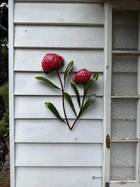 Red Waratah
